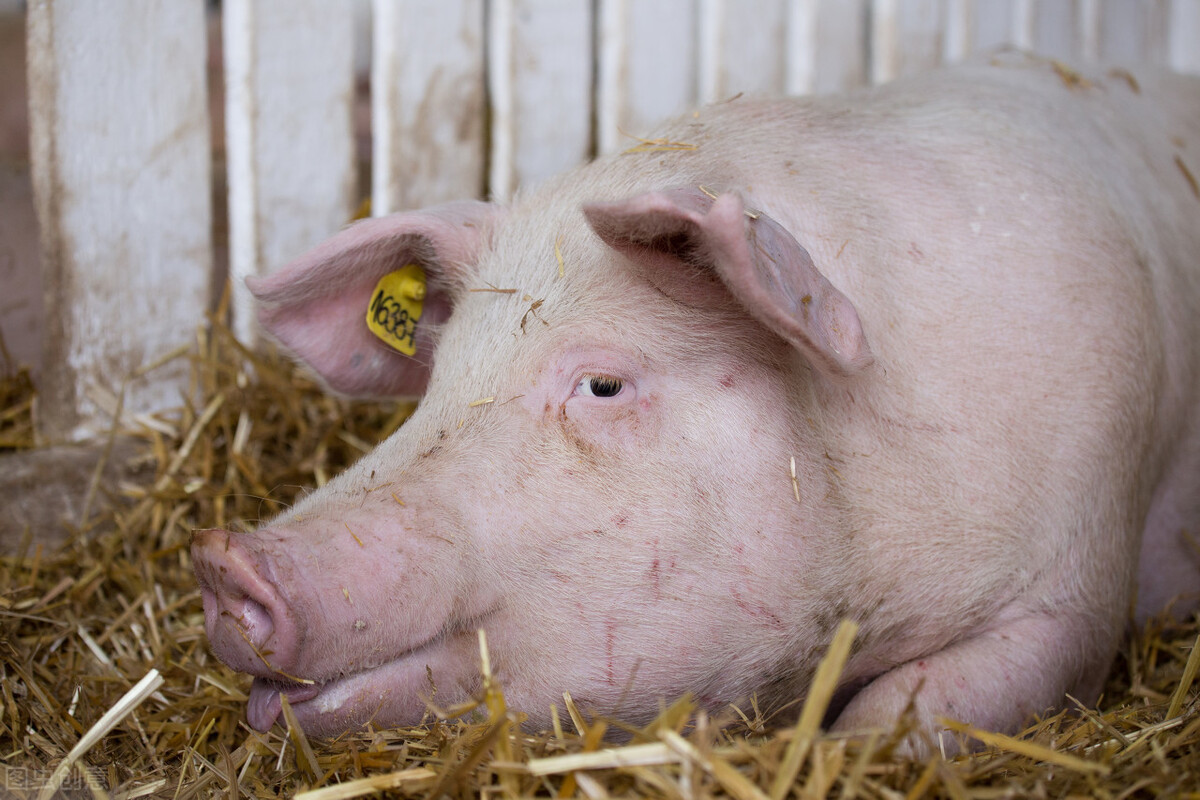 母猪受孕失败的表现,母猪育种失败原因