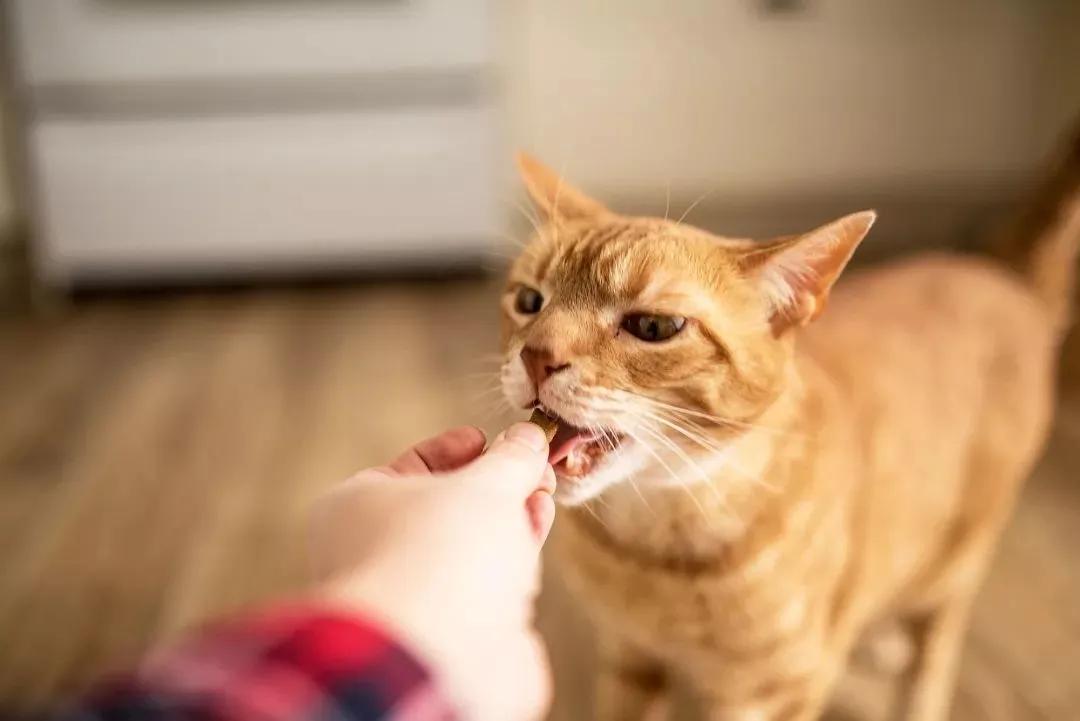 哪些食物和植物对猫咪有害,猫咪不能吃的十种食物有哪些