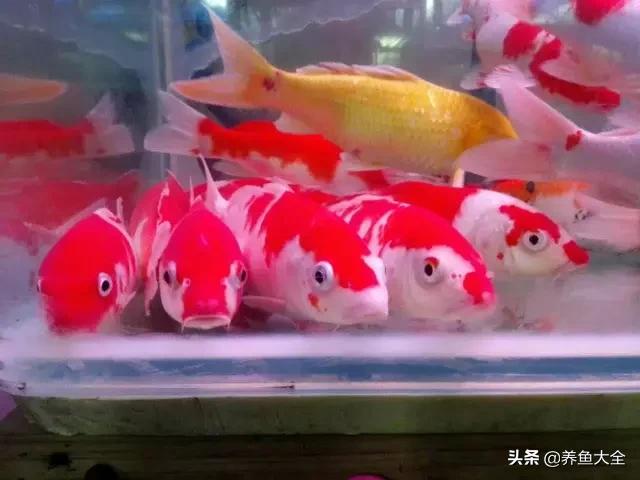 饲养锦鲤雌雄鱼的比例,室内鱼缸锦鲤饲养方法