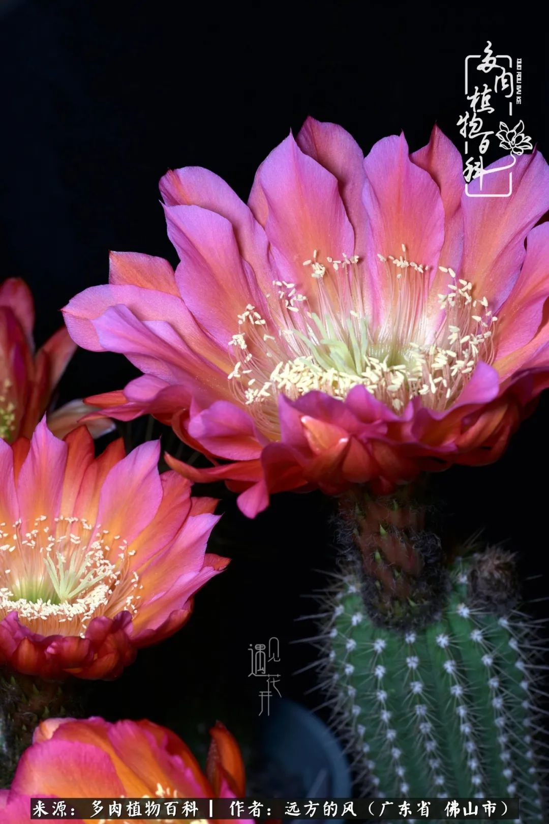 那些花儿在每个角落静静为你开着,那些花儿在每个角落静静地绽放