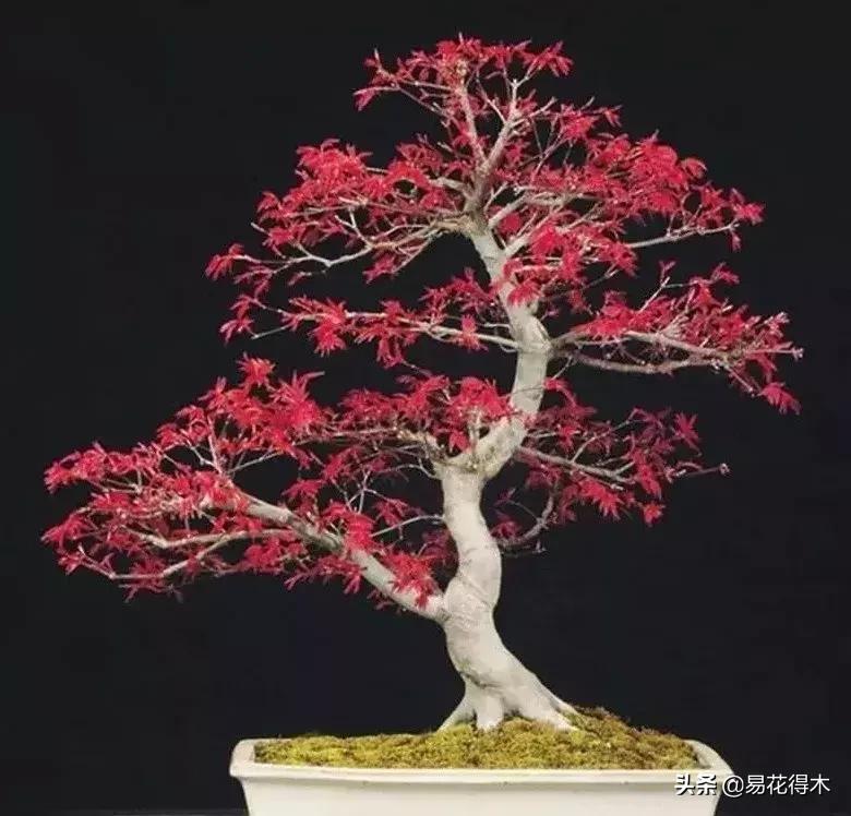 唐枫和红枫有什么区别,日本红枫和黄金枫区别