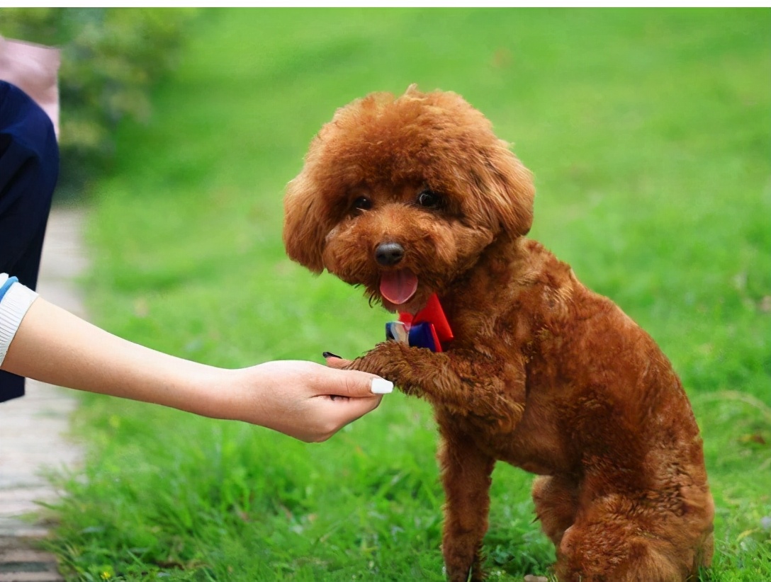 贵宾犬与泰迪有什么区别,贵宾犬和泰迪区别在哪里