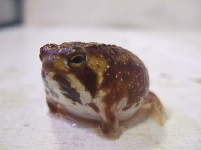 馒头蛙蝌蚪,馒头蛙蝌蚪形态