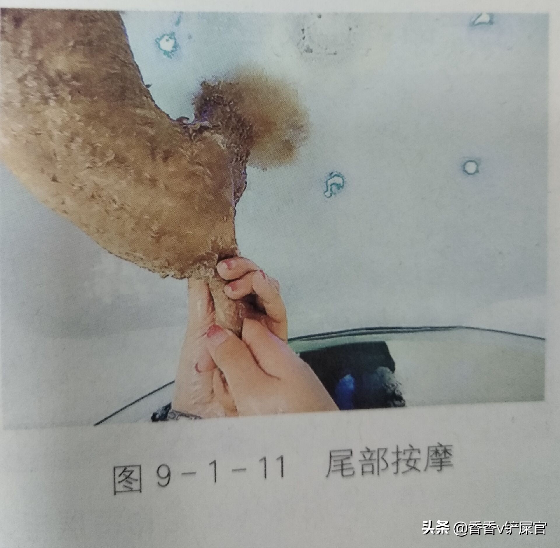 怎么给宠物做spa药浴,宠物spa需要准备什么