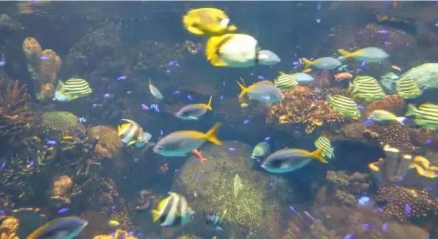 日本大阪旅游城市美食攻略,大阪的旅游景点拍照攻略