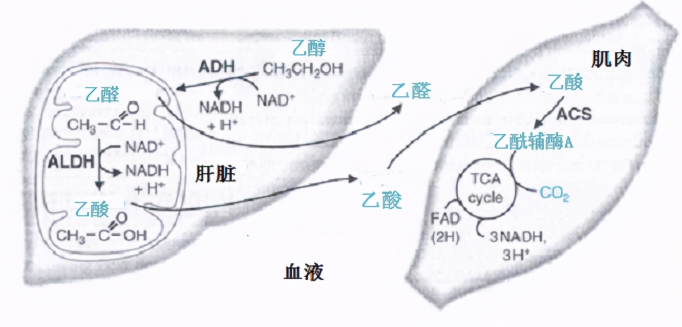 喝完白酒难受怎么解酒,白酒喝太多怎么解酒