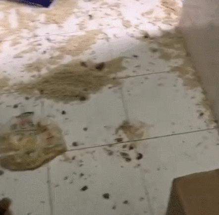 猫咪没坏心眼视频,猫咪无聊的十个表现图片