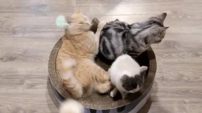 猫主子驾到,猫咪主子驾到