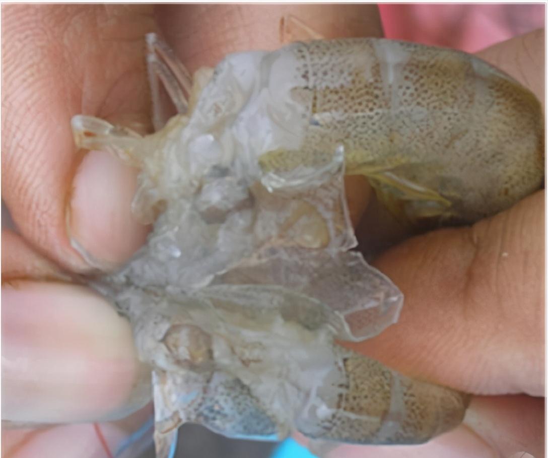 对虾蜕壳不遂原因解剖和处理建议,小棚对虾蜕壳不遂表现