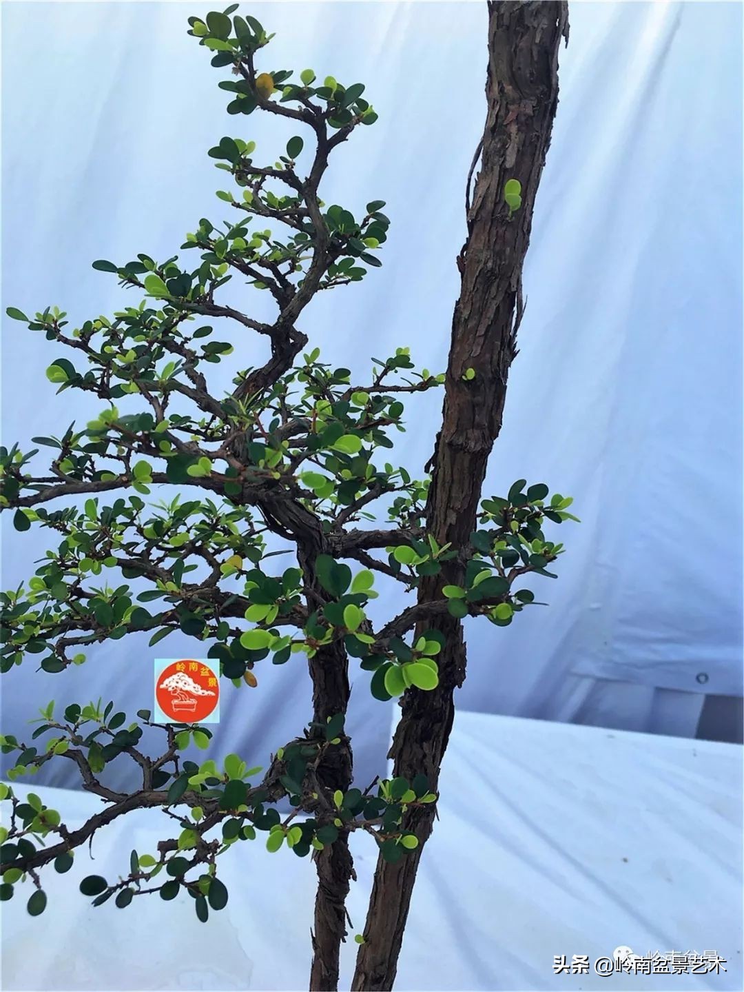 文人杂木盆景精品欣赏,可以做盆景的杂木图片大全