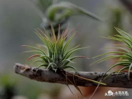 30cm水陆缸适合养什么,水陆缸植物前景中景后景搭配介绍