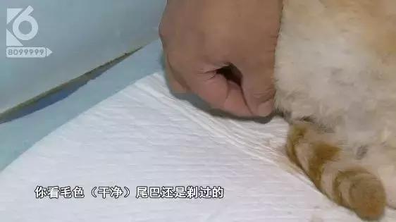 猫咪眼睛被刺了一下,小猫的眼睛被鱼叉刺穿