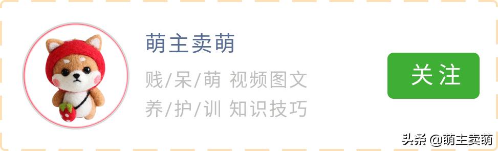 拉布拉多怀孕征兆图片大全,拉布拉多怀孕有什么症状