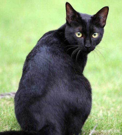 国货猫品种大全,最便宜的国产猫品种是什么