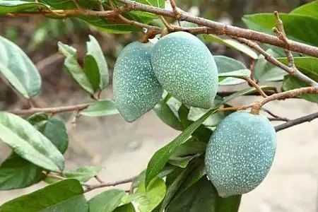 一起来看水果传——爱玉子，可可，嘟柿，你都见过吗？