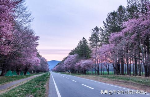 日本樱花季赏樱攻略,樱花季带你去日本看最美的樱花