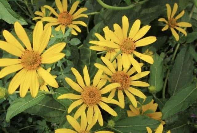 闀垮緱鍍忕敓濮滅殑鏈夋瘨妞嶇墿,鍍忕敓濮滀竴鏍风殑鏈夋瘨妞嶇墿