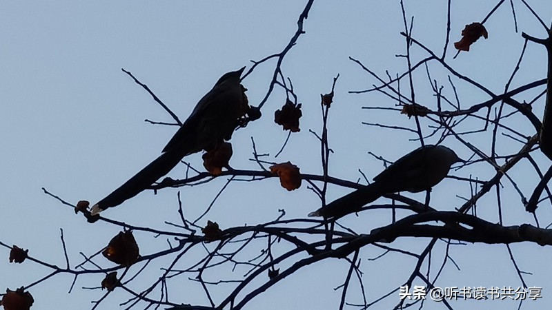 喜鹊声中，为满树的红柿子点赞