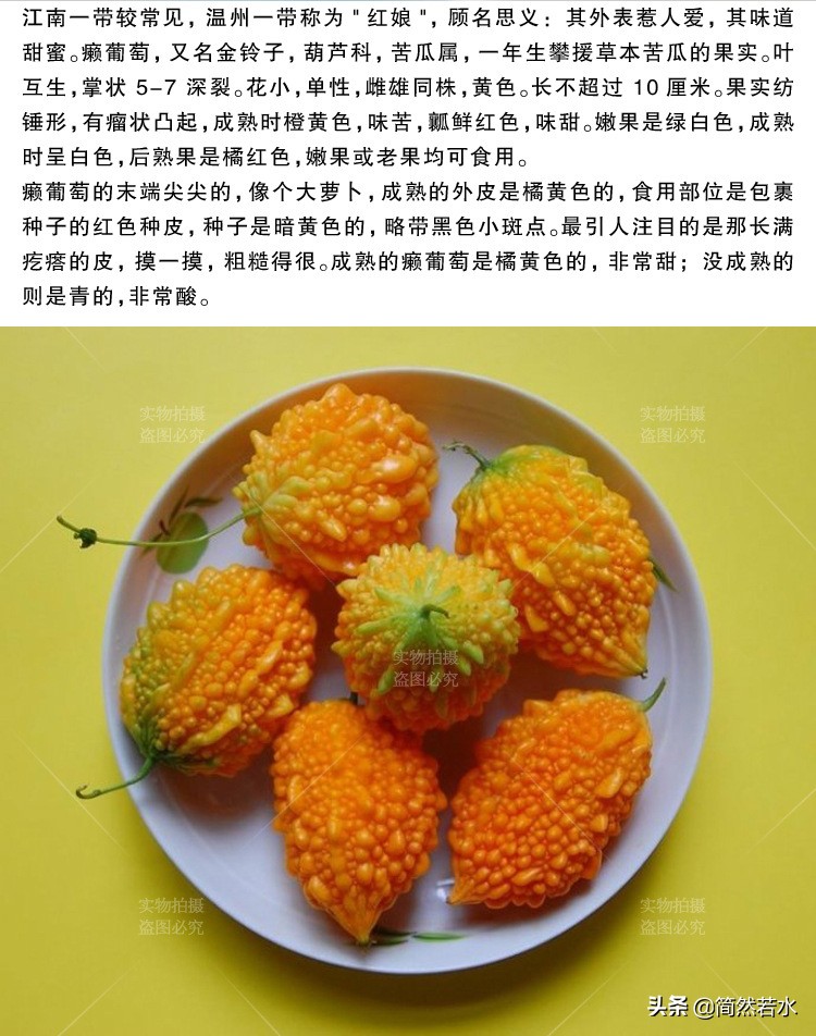 金铃子癞葡萄果实,金铃子酒