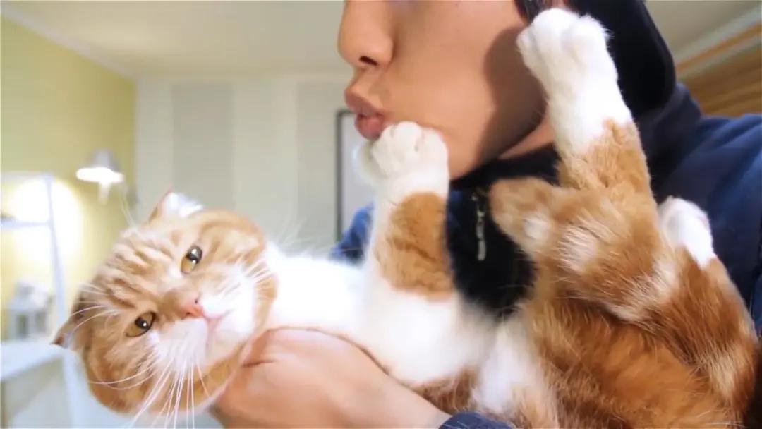 猫咪嘴巴臭好几个月了怎么解决,铲屎官亲猫咪的时候