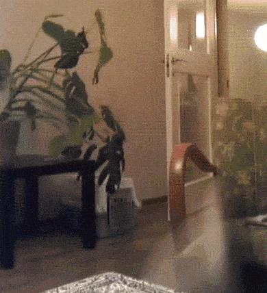 如何判断一只猫猫脾气好不好,一只猫有这几种表现