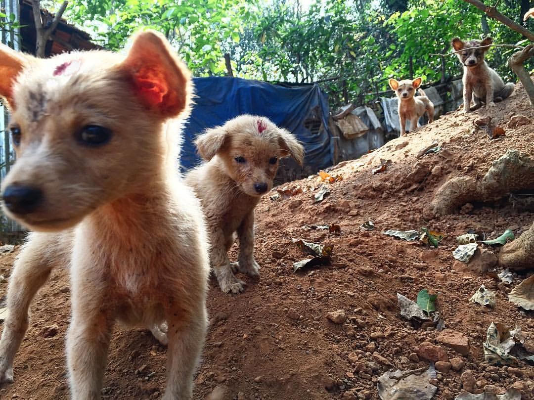 古人被狗咬伤如何防狂犬病,古代人被狗咬了都得狂犬病吗