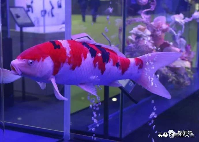 锦鲤新池如何养水,没有梦想的鱼