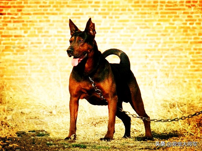 杜宾犬和罗威纳犬哪个狗脾气好,罗威纳犬和杜宾犬集合结合
