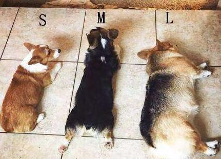 柯基犬的七个弱点最好不要吓唬它,柯基犬的10个优点不养你会后悔