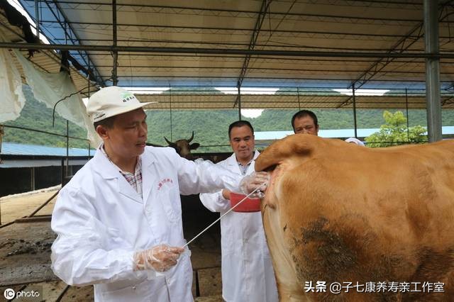 母牛发情古怪多勤观细察不漏配适时配种保胎率