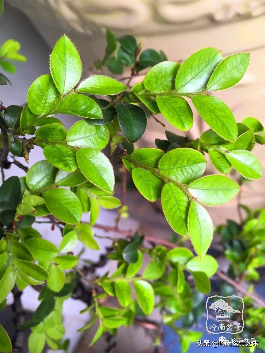 枫港柿和小叶紫檀哪个好,黑骨茶与枫港柿的区别
