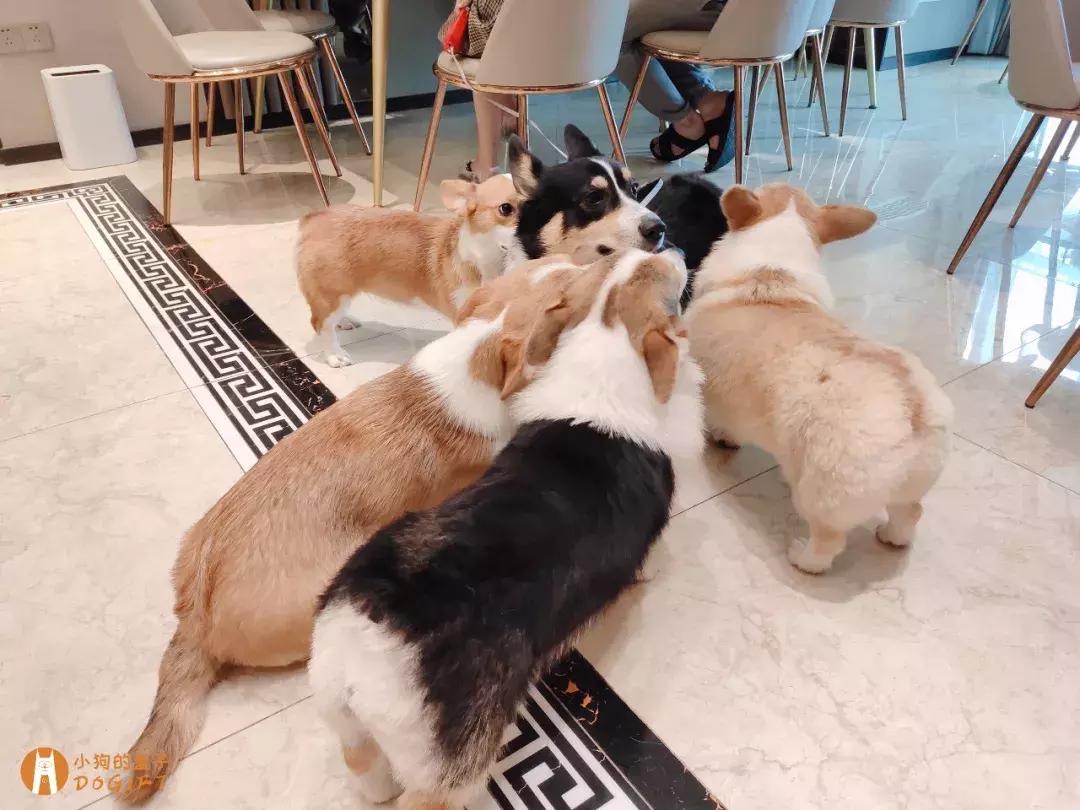 马克深圳最秀狗咖