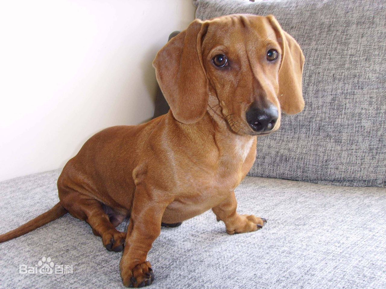 不掉毛无体味脾气温顺的小型犬,宠物狗大全表