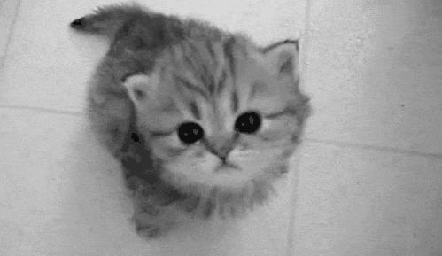 猫为什么会打呼噜？并且人类听了还特别爽？抖m吗？