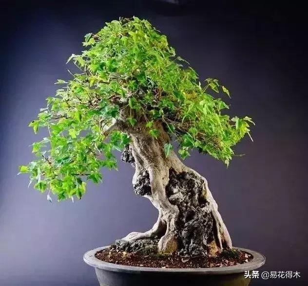 唐枫和红枫有什么区别,日本红枫和黄金枫区别
