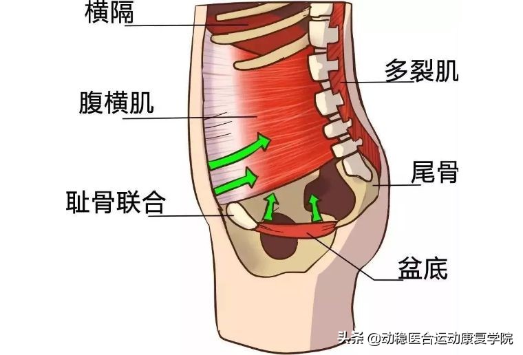 盆底肌不得不知的秘密（二）