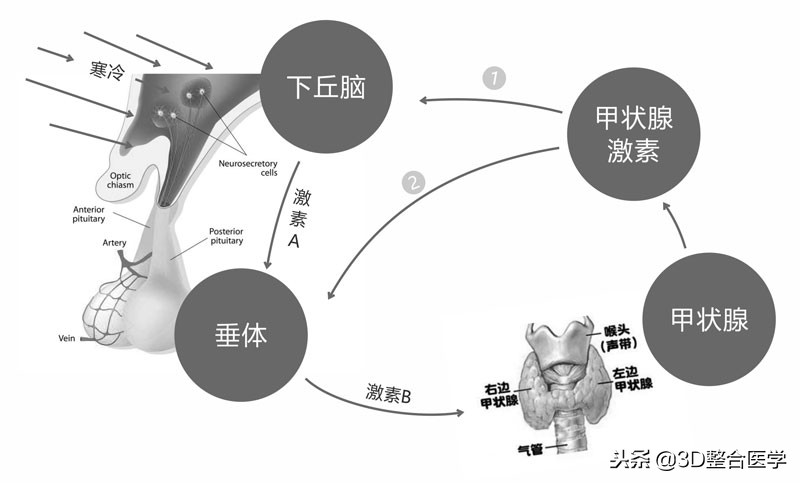 重磅连载——《3D医学》第一期