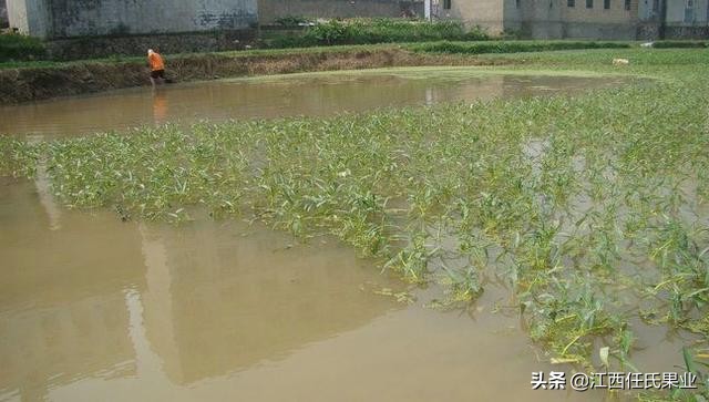 黎川空心菜种植方法图解,在贵州空心菜怎样种植才好