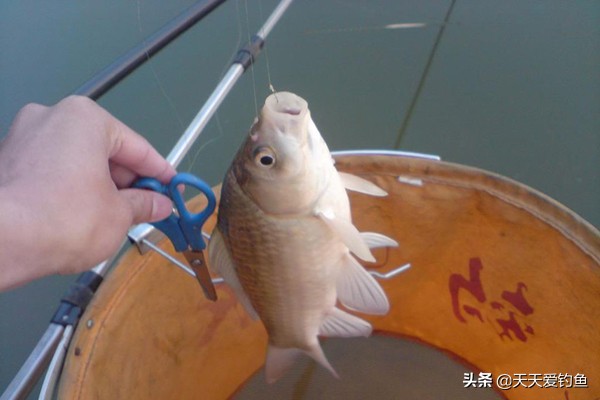 秋季钓鲫鱼顿口不上鱼,秋季钓鲫鱼为什么钓不到