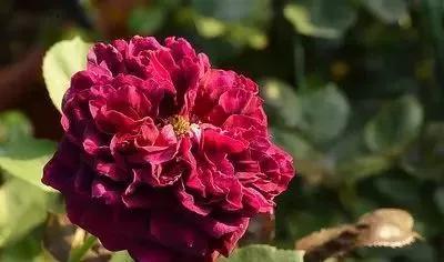 每天领会一点点各种花代表的花语,每天领会一朵花知识
