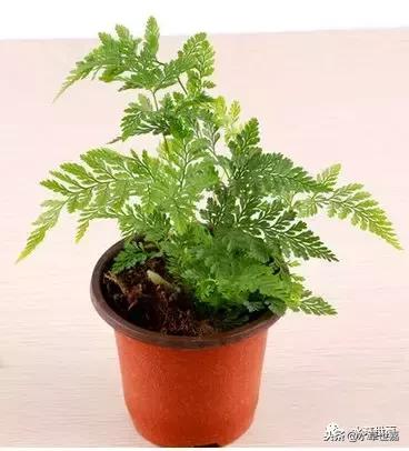 30cm水陆缸适合养什么,水陆缸植物前景中景后景搭配介绍