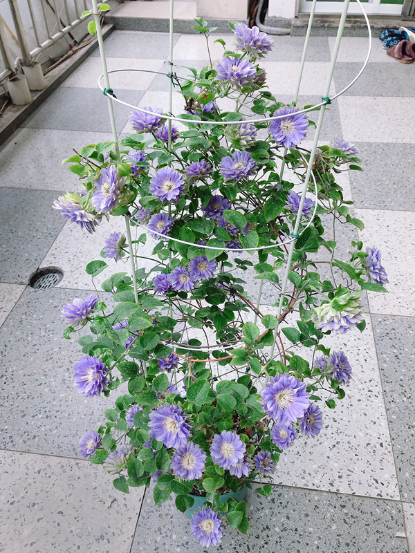7种小型藤本植物，能在阳台上养，花量巨大，花期长，阳台变花园
