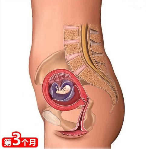 胎宝每周成长参照表,胎宝宝是怎么发育