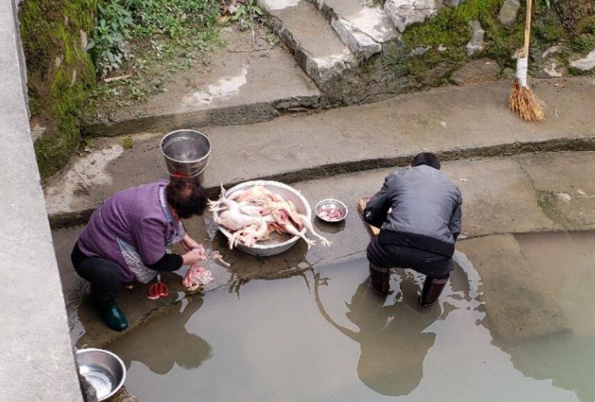 吃鸡杀鸡小技巧,杀鸡前的准备工作