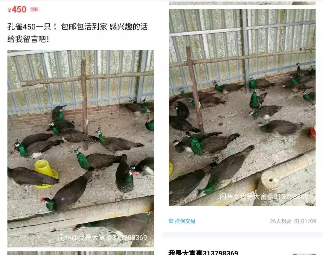卖女性*裤内**、活体动物、京牌出租，咸鱼的门路有多野