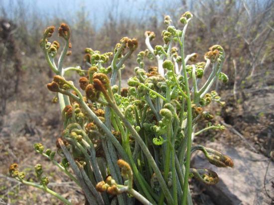 大山上有一种野草叫龙须菜,大山上长了一种红色的野菜