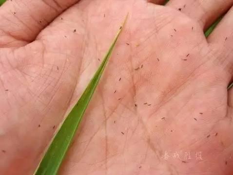 黄瓜怎样施肥才能丰产,最丰产的黄瓜品种