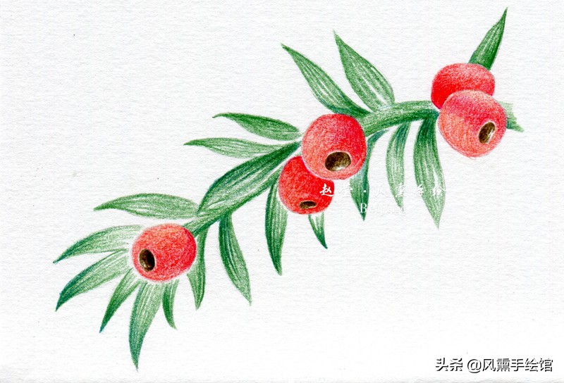 红豆杉中的假种皮用彩铅怎样画,红豆杉怎么简单又好画