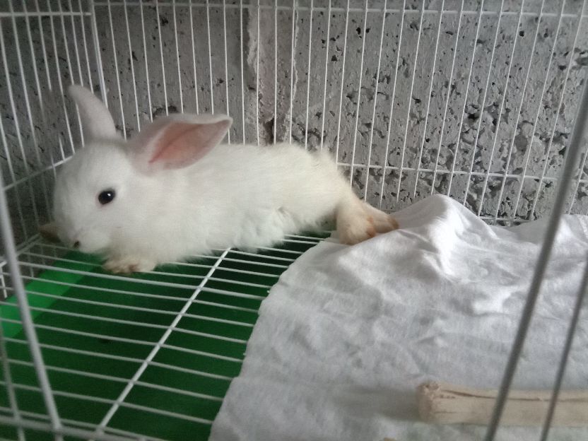 兔子为什么不睡觉,兔子为什么不下蛋