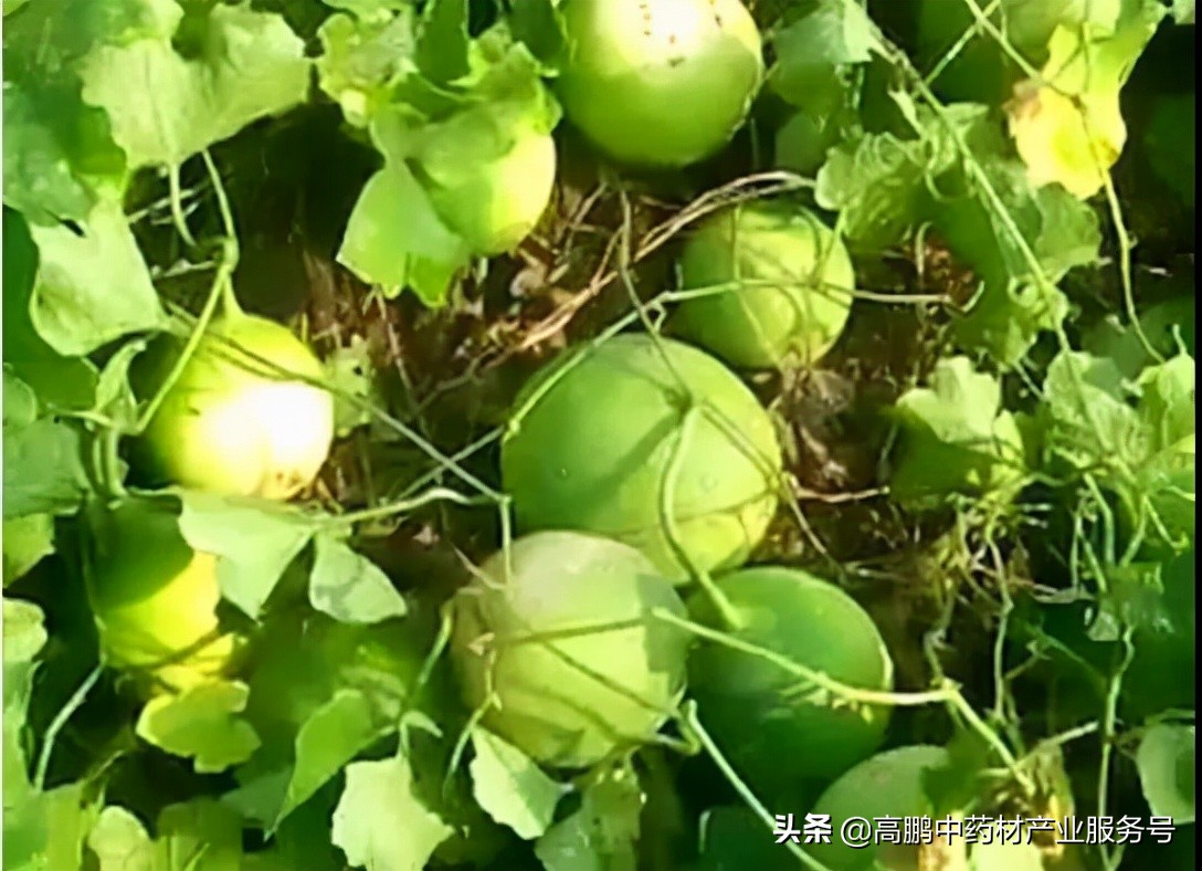 高鹏说药材：2022年种植这些药食同源药材品种效益还不错